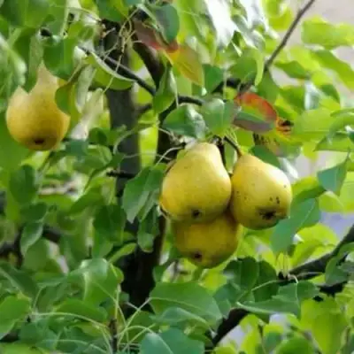 Груша ВИЛИЯ в Молодечно