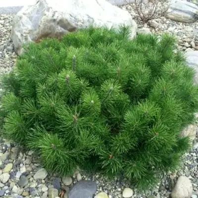 Сосна горная МУГУС в Молодечно