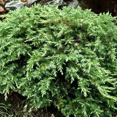 Можжевельник ШЛЯГЕР прибрежный в Молодечно