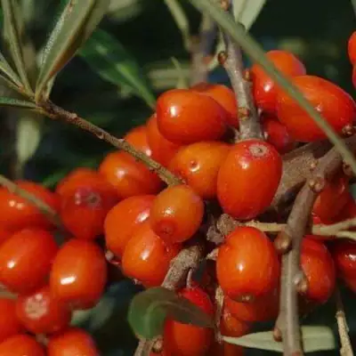 Облепиха ВОРОБЬЕВСКАЯ в Молодечно
