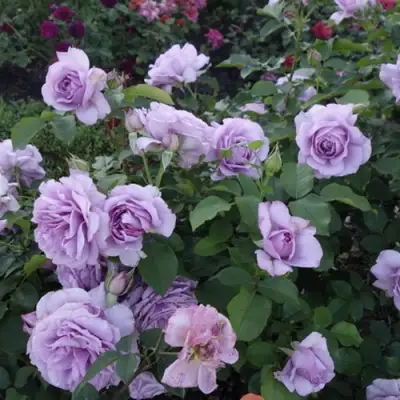 Роза ЛАВ СОНГ флорибунда в Молодечно