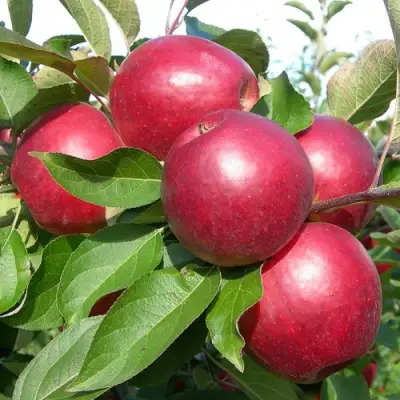 Яблоня КОВАЛЕНКОВСКОЕ в Молодечно