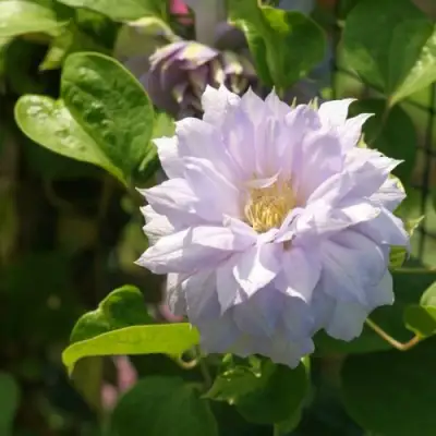 Клематис БЕЛЬ ОФ ВОРКИНГ в Молодечно