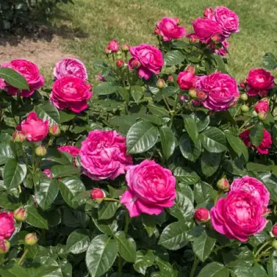 Роза АНУШКА чайно-гибридная в Молодечно