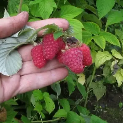 Малина КОРПИКО в Молодечно