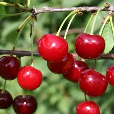 Вишня ХАРИТОНОВСКАЯ в Молодечно