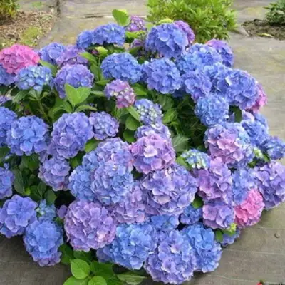 Гортензия БОДЕНСИ крупнолистная в Молодечно
