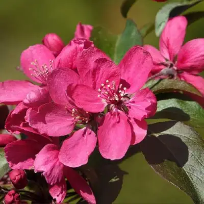 Яблоня НЕДЗВЕЦКОГО в Молодечно