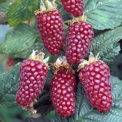 Ежемалина ТАЙБЕРРИ в Молодечно