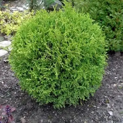 Туя ХОЗЕРИ западная в Молодечно