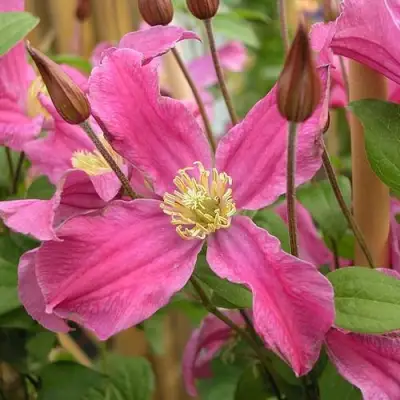 Клематис ИНСПИРЕЙШН ЗОЙН в Молодечно