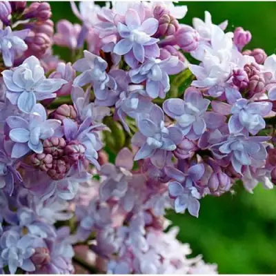 Сирень ПАМЯТЬ О ВАВИЛОВЕ в Молодечно