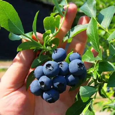 Голубика НОРТ КАНТРИ в Молодечно