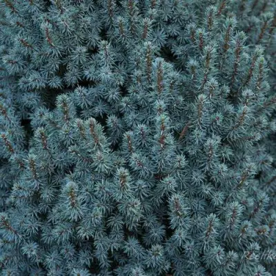 Ель САНДЕРС БЛЮ канадская в Молодечно