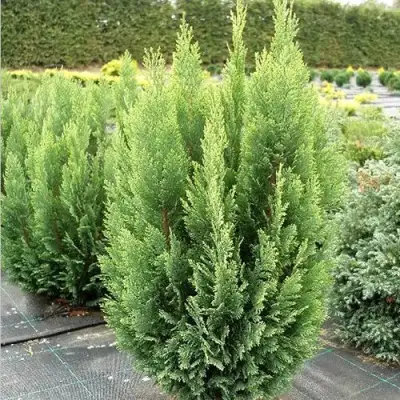 Кипарисовик ЭЛВУДИ ЭМПАЙР лавсона в Молодечно