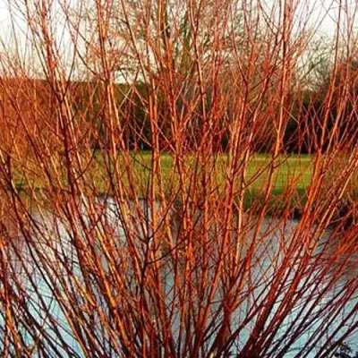 Ива ВИТЕЛЛИНА белая  в Молодечно