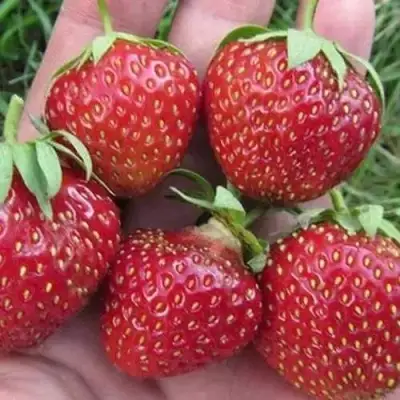 Клубника ВИМА ЗАНТА в Молодечно