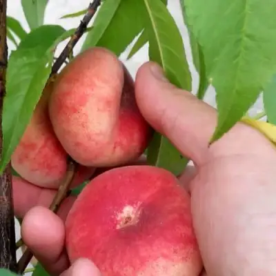 Персик САТУРН ИНЖИРНЫЙ в Молодечно