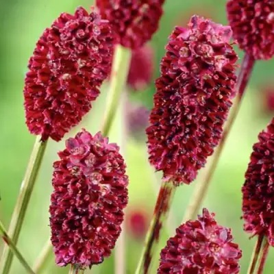 Кровохлебка ТАННА лекарственная в Молодечно