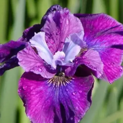 Ирис СИ Я ЛЕЙТЕР сибирский в Молодечно