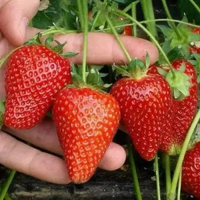 Клубника АЛЬБА в Молодечно