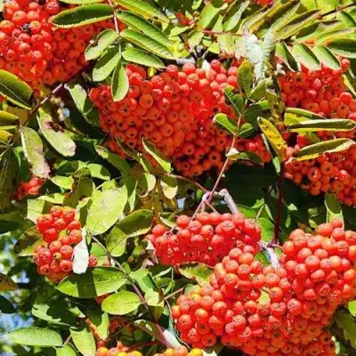 Рябина СОРБИНКА сладкоплодная в Молодечно