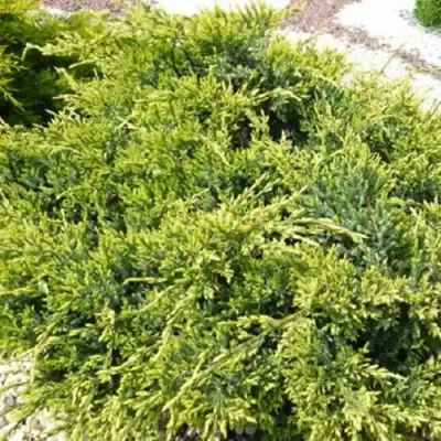 Можжевельник ГОЛД СТАР средний в Молодечно