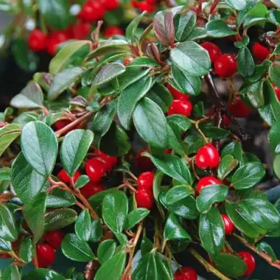 Кизильник Даммера в Молодечно