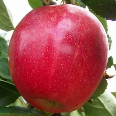 Яблоня ГАЛА МАСТ в Молодечно