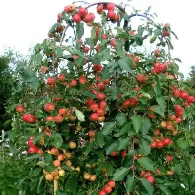 Яблоня ХЮВИНГИЕНЗИС декоративная в Молодечно