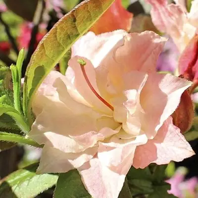 Азалия КЭННОНС ДАБЛ листопадная в Молодечно