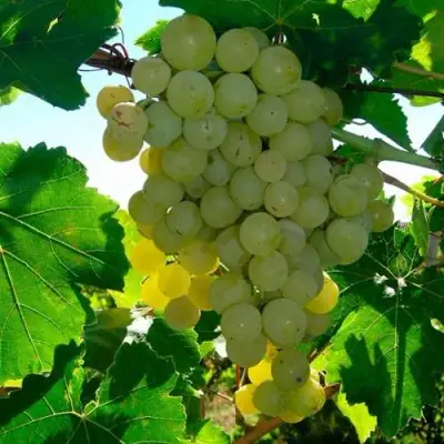 виноград кишмиш мускатный