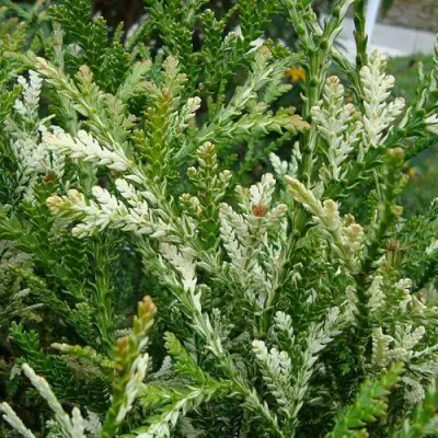 Туевик ВАРИЕГАТА долотовидный в Молодечно