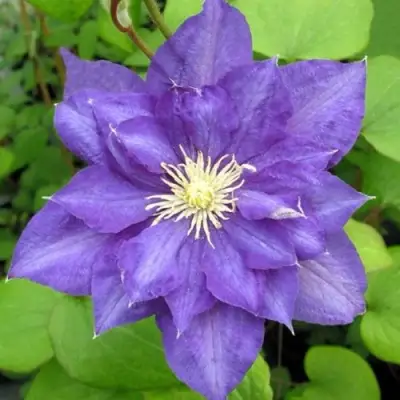 Клематис БЬЮТИ ОФ ВОЧЕСТЕР в Молодечно