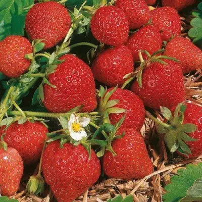 Клубника ФЛОРЕНС в Молодечно