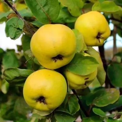 Айва ЯБЛОКОВИДНАЯ в Молодечно