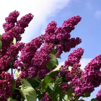 Сирень ЗНАМЯ ЛЕНИНА в Молодечно