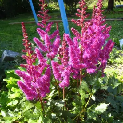 Астильба ЭЛИЗАБЕТ ВАН ВИН японская в Молодечно