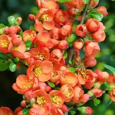 Айва ОРАНЖ ТРЕЙЛ в Молодечно