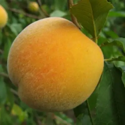Персик ДОНЕЦКИЙ ЖЕЛТЫЙ в Молодечно