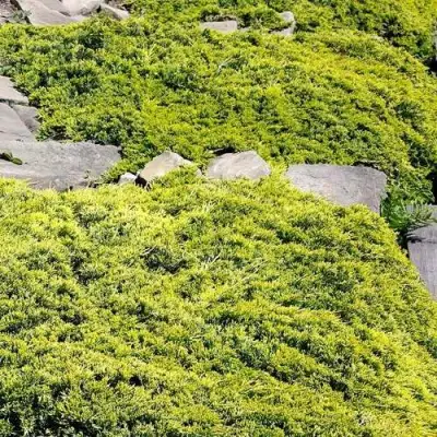 Можжевельник ГОЛДЕН КАРПЕТ горизонтальный  в Молодечно