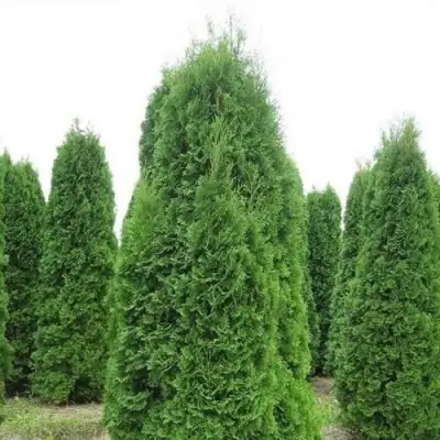Туя КОЛУМНА западная в Молодечно