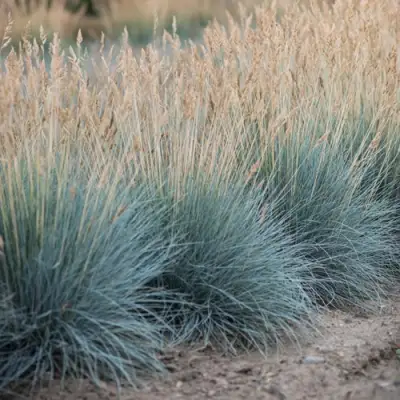 Овсяница АЙСФОГЕЛЬ сизая в Молодечно