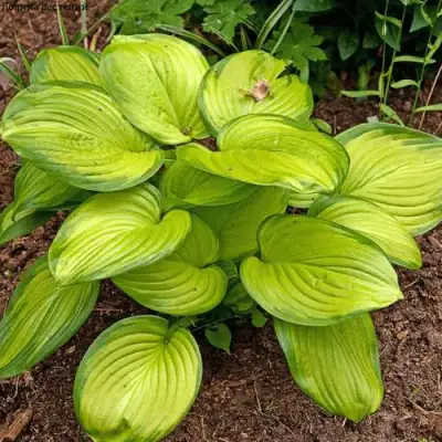 Хоста СТЕЙНД ГЛАСС гибридная в Молодечно