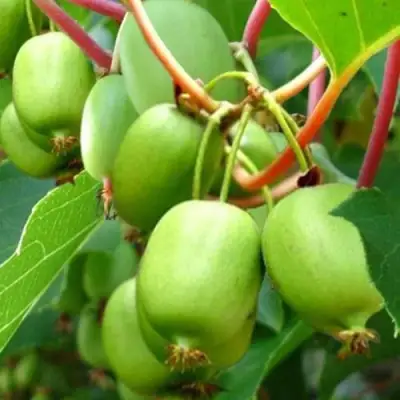 Актинидия ЭСТАФЕТА аргута в Молодечно