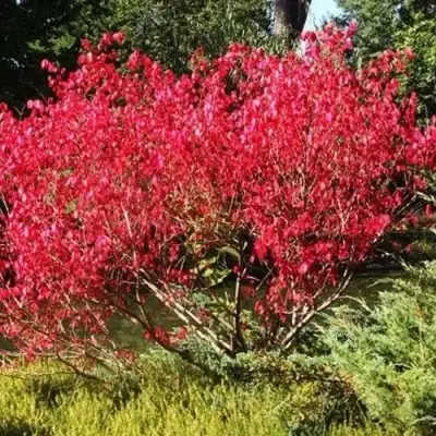 Бересклет ЕВРОПЕЙСКИЙ в Молодечно