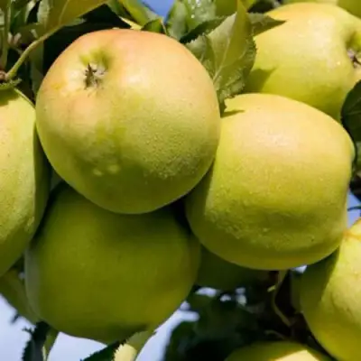 Яблоня МУТСУ в Молодечно