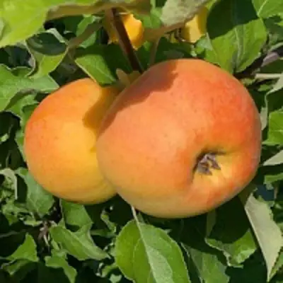 Яблоня АНТОНОВКА ЗОЛОТАЯ в Молодечно