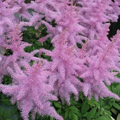 Астильба ГИАЦИНТ Арендса в Молодечно