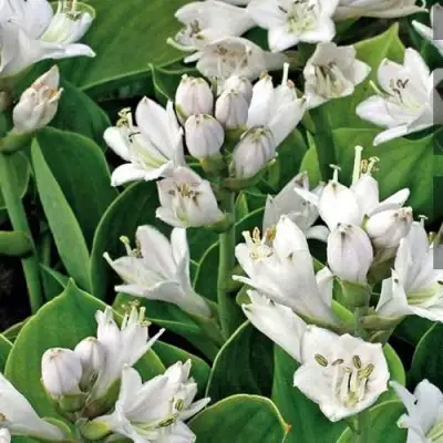 Хоста МОНСТЕР ИРЗ гибридная в Молодечно